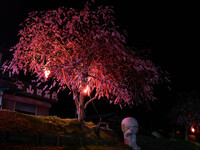 枝垂れ桜と硬いドラエモン！