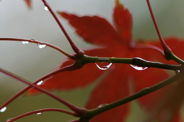 水滴の中の紅葉