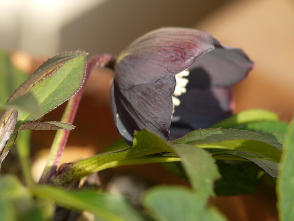 黒い色の花