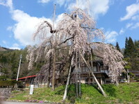 【５月】西光寺のしだれ桜