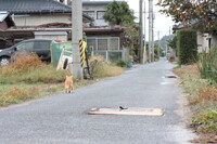 猫と猫車