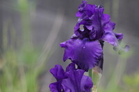 【Purple】紫のアイリス