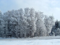木に霜がついて真っ白