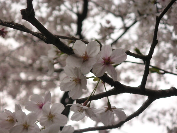 桜の花びらは丸くないですね