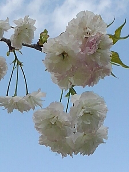 ゆうゆうパークの八重桜