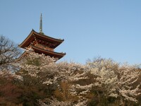 京都の桜12