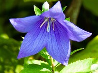 キキョウの花UP