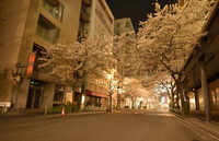 夜桜　　（京橋）