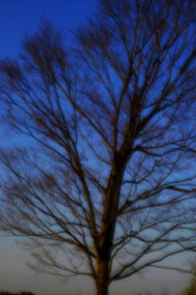 ピンホールで写した冬の木