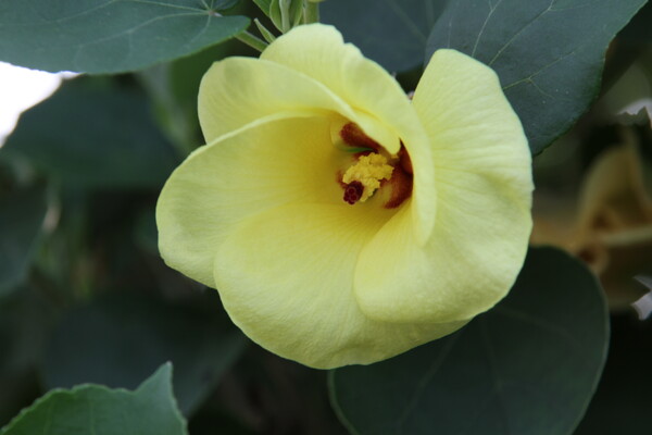 黄い色の花　ハマボウUP