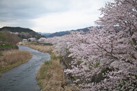 樫山町の桜並木