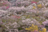 桜の季節ですが...
