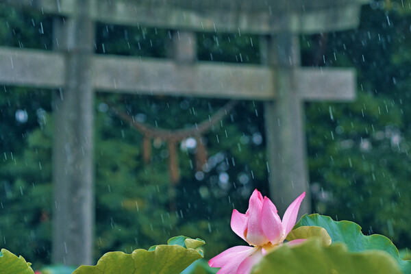 雨降り３