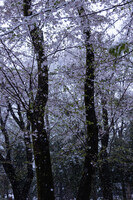 山桜に降りしきる雪