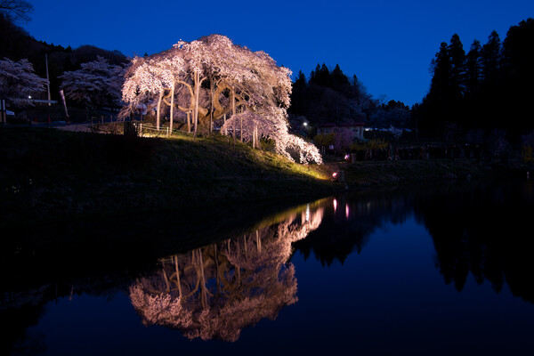 中島の地蔵桜