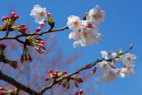 撮りました！　淡いピンクの桜を