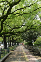 宮崎の楠並木