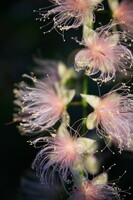 植物公園の夜