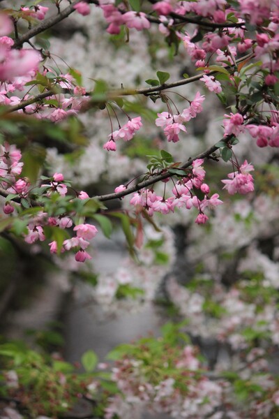 京都の桜景色