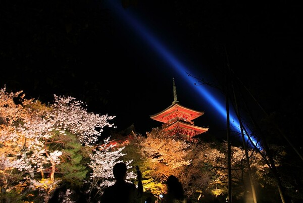 京都の桜　２