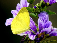 花と黄蝶