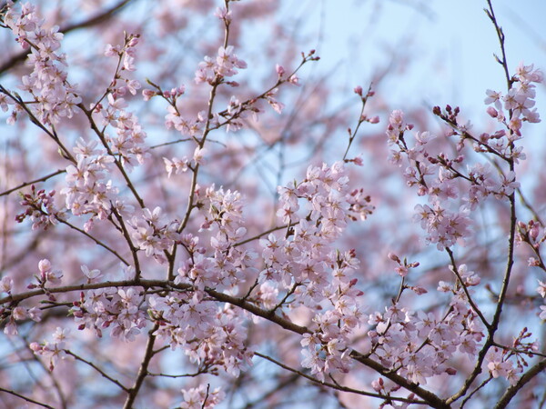 【ザ・ワールド】 桜＝歌の世界