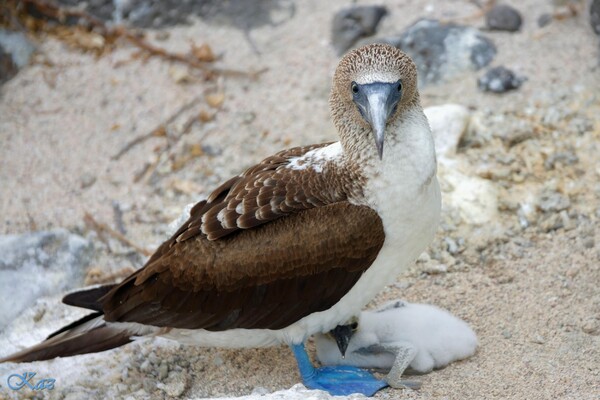 Galápagos Islands 10