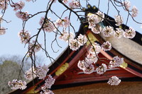 富士宮・浅間神社の春