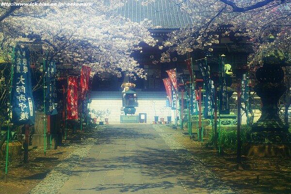 上野のお山の桜