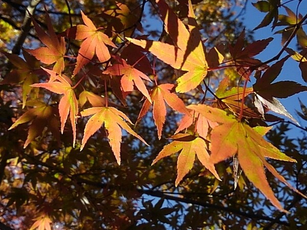 モミジの葉～11月の公園より