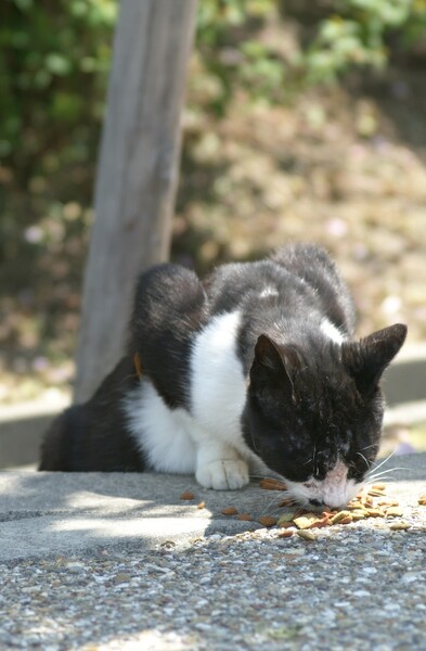 ホフクったのですけど