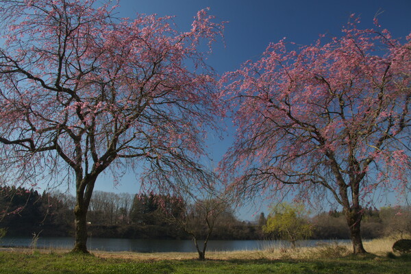 姉妹桜