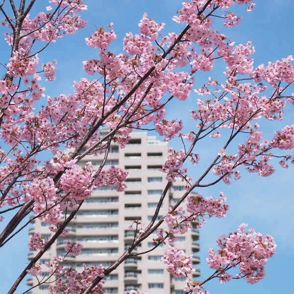 【花のある風景】 日本人と桜