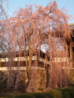 桜色のベール