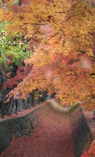 もみじ回廊
