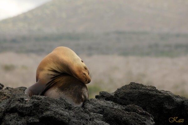 Galápagos Islands 01