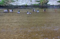 いつもの川辺の鴨たち