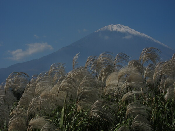 ススキ棚引く富士山