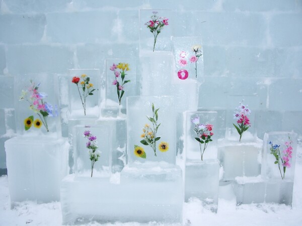 【自然】氷・花