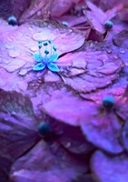雨のステージ