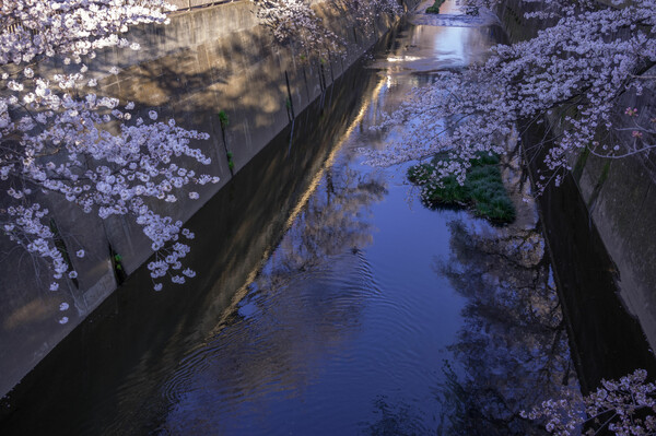 水辺の桜～石神井川