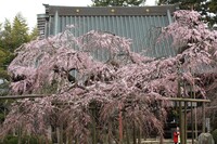 六地蔵寺の桜