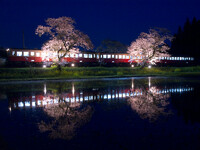 【桜】　夜桜列車