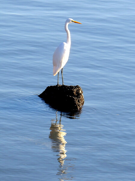 海でのダイサギ