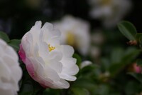 頬紅さしたような山茶花