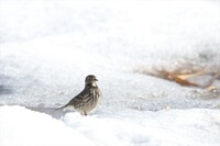 雪中のタヒバリ