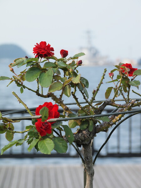 【花のある情景】 薔薇の咲く軍港