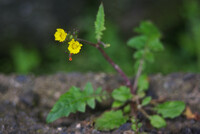 タビラコに良く似た?花