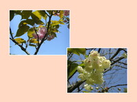 ウコン桜と八重桜