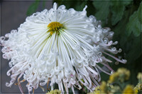 白い糸菊